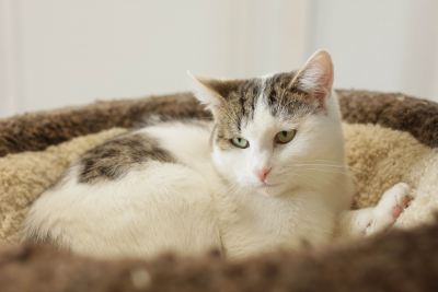 Взять кота Укроп из приюта в дар в Бирюлево Взять кота Укроп из приюта в дар #1876596165 Бирюлево