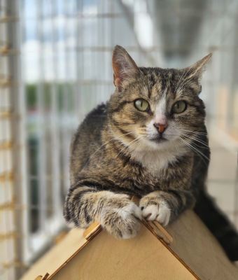 Взять кошку Дарси из приюта Бирюлево в дар #686954597 Бирюлево