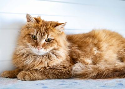 Взять кота Велес из приюта в дар #44226193 Бирюлево