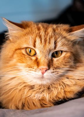 Взять кота Велес из приюта в дар #1424244128 Бирюлево