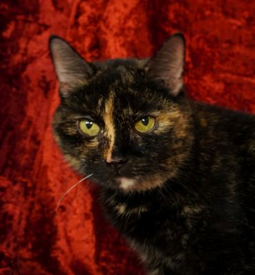 Взять кошку Мурка из приюта в дар в Бирюлево Взять кошку Мурка из приюта в дар #2048705642 Бирюлево
